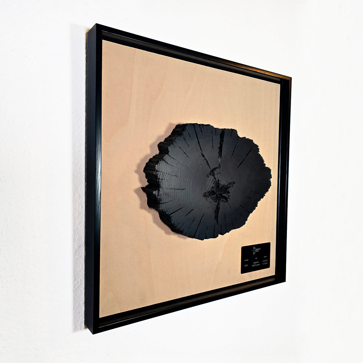 6,000-Year-Old Bog Oak Slice – Framed Wall Art