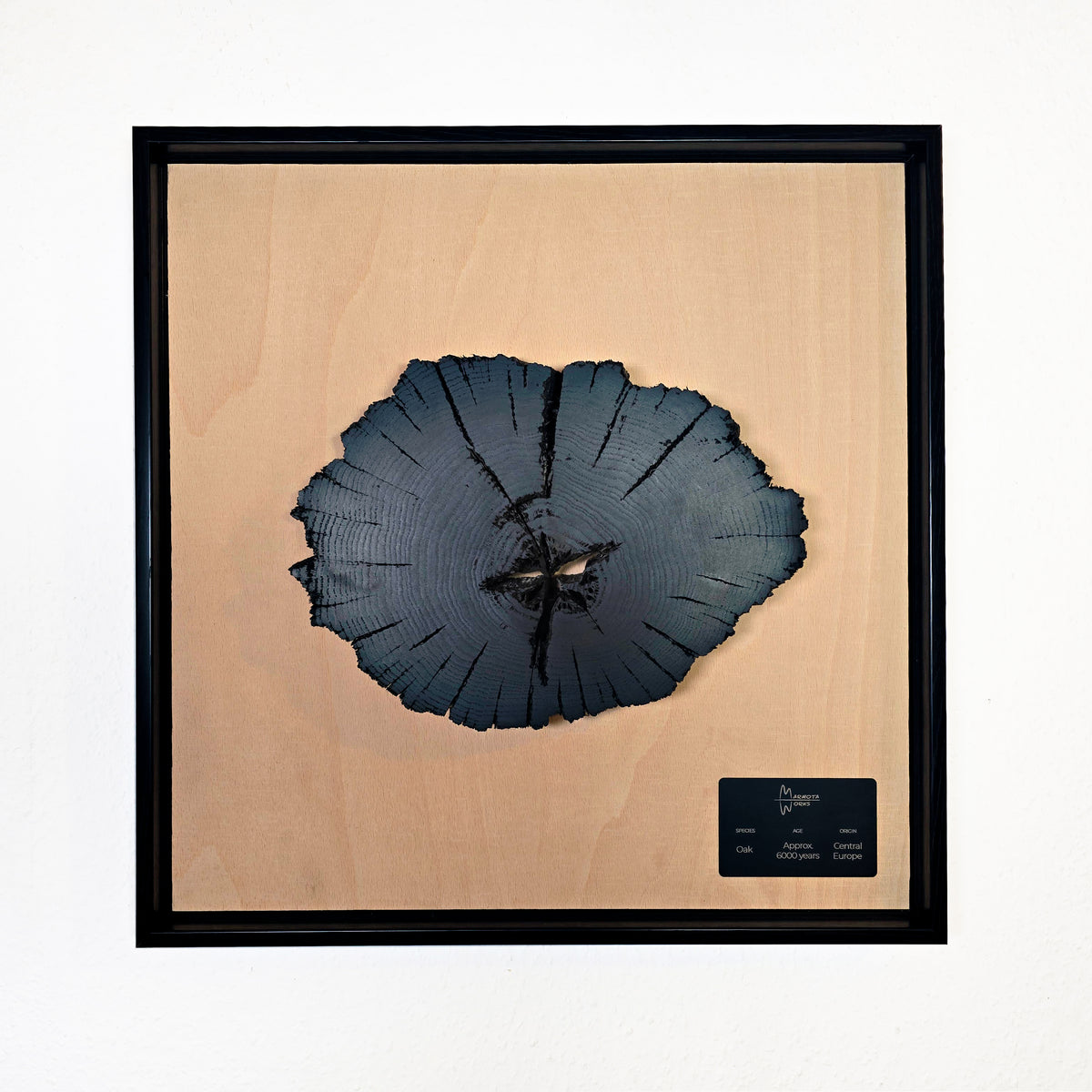 6,000-Year-Old Bog Oak Slice – Framed Wall Art